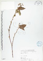 藏品(火炭母草、清飯藤)的圖片