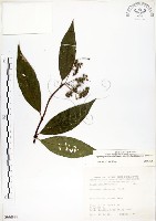 藏品(華八仙)的圖片