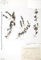 藏品(玉山水苦賈)的圖片