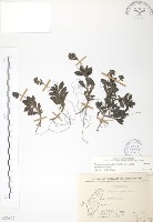 藏品(玉山水苦賈)的圖片