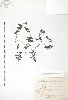 藏品(玉山水苦賈)的圖片