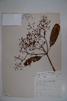 藏品(冇骨消)的圖片