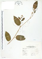 藏品(火炭母草、清飯藤)的圖片