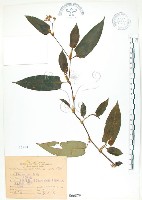 藏品(火炭母草、清飯藤)的圖片