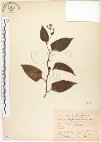 藏品(火炭母草、清飯藤)的圖片