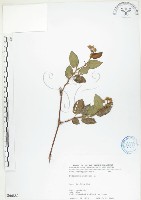 藏品(火炭母草、清飯藤)的圖片