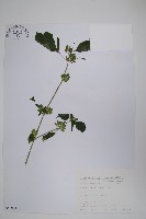 藏品(華九頭獅子草)的圖片