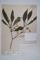 藏品(腺萼馬藍)的圖片