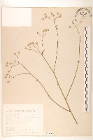 藏品(刀傷草)的圖片