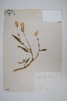 藏品(青葙)的圖片