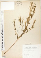 藏品(短葉柳葉菜)的圖片