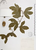 藏品(西番蓮、百香果)的圖片