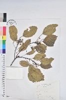 藏品(細葉饅頭果)的圖片