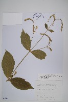 藏品(日本牛膝)的圖片