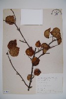 藏品(呂宋莢迷)的圖片