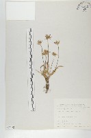 藏品(玉山山蘿蔔)的圖片