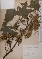 藏品(青楓)的圖片