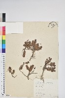 藏品(高山白珠樹)的圖片