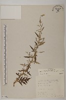 藏品(南艾蒿)的圖片