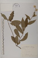 藏品(假東風菜)的圖片