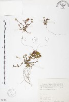 藏品(玉山龍膽)的圖片