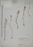 藏品(伊澤山龍膽)的圖片