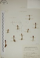 藏品(阿里山龍膽)的圖片