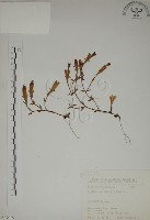 藏品(阿里山龍膽)的圖片