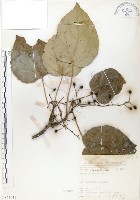 藏品(山桐子)的圖片