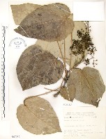 藏品(山桐子)的圖片