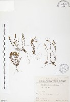 藏品(玉山龍膽)的圖片