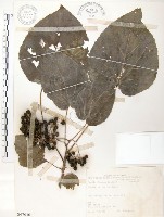 藏品(山桐子)的圖片