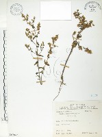 藏品(大籽當藥、巒大當藥)的圖片