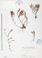 藏品(玉山龍膽)的圖片