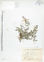 藏品(彎果黃菫)的圖片