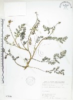 藏品(彎果黃菫)的圖片