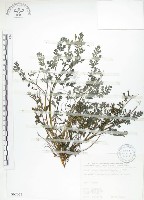 藏品(彎果黃菫)的圖片