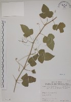 藏品(毛西番蓮)的圖片