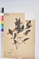 藏品(披針葉饅頭果)的圖片