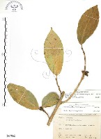 藏品(對葉榕)的圖片