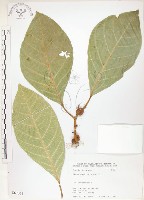 藏品(大冇榕、稜果榕)的圖片