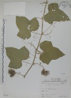 藏品(毛西番蓮)的圖片