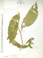 藏品(日本商陸、圓果商陸)的圖片