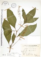 藏品(美洲商陸)的圖片