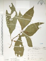 藏品(日本商陸、圓果商陸)的圖片