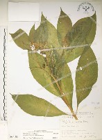 藏品(日本商陸、圓果商陸)的圖片