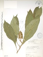 藏品(日本商陸、圓果商陸)的圖片