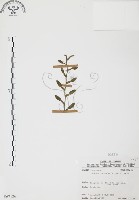 藏品(柚葉藤)的圖片