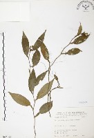 藏品(柚葉藤)的圖片