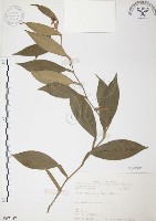 藏品(柚葉藤)的圖片